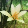 Фото профиля Rain Lily