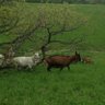 Profilbild von Small Farm Dairy