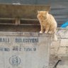 uzaylı mıheme profil fotoğrafı