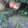 Red Fox 的头像