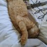 FeistyKiwi profil fotoğrafı