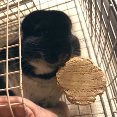 ぐれたろ🐭chinchillaBot🤖's profile picture