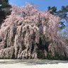 Hitomi sumiko's profile picture