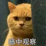 神鸡喵算卡西法 profil fotoğrafı
