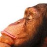 ElMonoDarwin's profile picture
