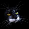 Alexander's profile picture