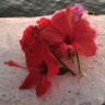 coralie shean's profile picture