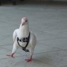 avatar🤥 profil fotoğrafı