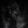 The Black Tiger's profile picture