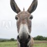 Donkeyface1992's profile picture