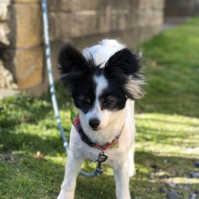 APOwwwwww's profile picture
