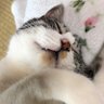 Profilbild von こてつ