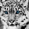 محبوب profil fotoğrafı