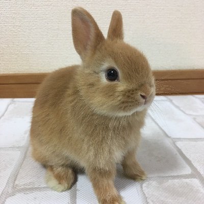 coba's profile picture