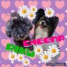 puyomiyu's profile picture
