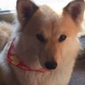 くみぴ(広浦) 的头像
