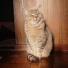 かちかち's profile picture