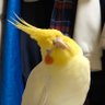 あさとひま 的头像