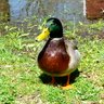Фото профиля Im A Duck w/ a peeaitchdee