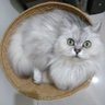 elzwg's profile picture