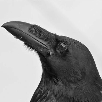 言传's profile picture