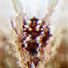 Фото профиля -\/-𝔖𝔢𝔯𝔞𝔭𝔥ᔰᦆ-\/-