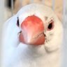 Profilbild von 朝やけピース