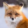 Profilbild von Jack Cornelius