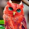 ابو طلحه السراقبي 🕊 profil fotoğrafı