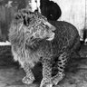 Profilbild von Leopon