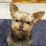 へたれし 的头像