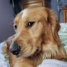 Darlene Fisher profil fotoğrafı