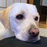 えりぽよ profil fotoğrafı