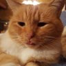 Laurie 🌊✡️🐱🌻☕️'s profile picture