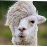 Yoyo Lamote's profile picture