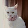 こりんのかあさん 的头像