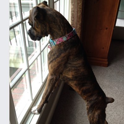 boxer_sacha's profile picture