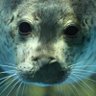 Фото профиля ふぇなかいと