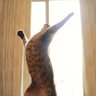アークナイツ 的头像