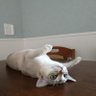 ã«ãã's profile picture