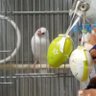 ナオたん 的头像