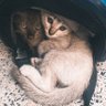 Emeowbaa's profile picture