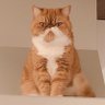 Profilbild von もんじゃ