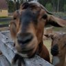 Norm Ally's profile picture