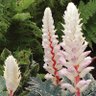 Profilbild von Acanthus