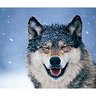 Фото профиля Norm DePlume