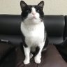 Profilbild von Meatloaf