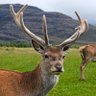 Deer Pelecto profil fotoğrafı