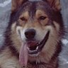 Фото профиля FaithInDog