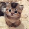 Meow 🍉 的头像